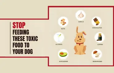 15 Common Foods Toxic to Dogs But Still Being Fed (UK 2024)